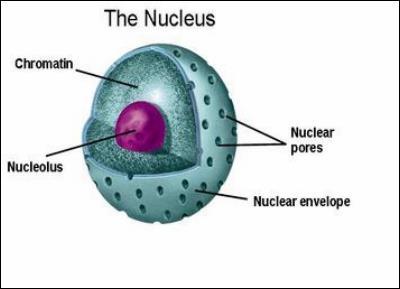 The nucleus in eukaryotic cell The nucleus is the control center of the eukaryotic cell.