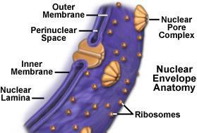 contents of the nucleus from the cytoplasm.