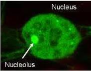The nuclear envelope is the double lipid bilayer membrane which surrounds the genetic