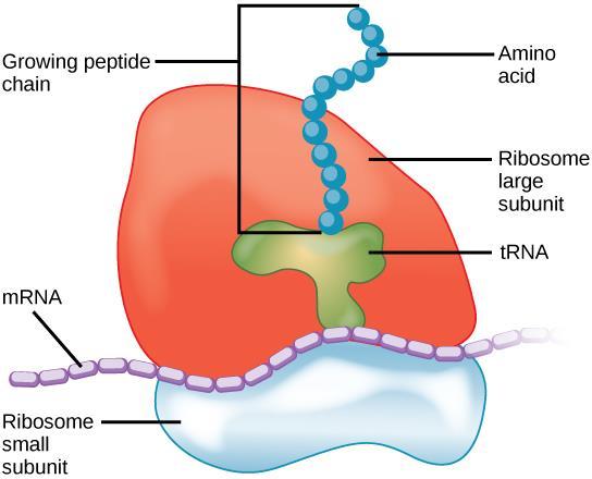 Ribosome Ribosomes Ribosomes are composed RNAs and proteins.