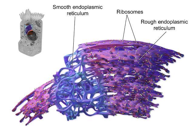 Endoplasmic reticulum The Endoplasmic reticulum (ER) is a network of membrane-enclosed tubules and sacs (cisternae) that extends from the nuclear membrane throughout the