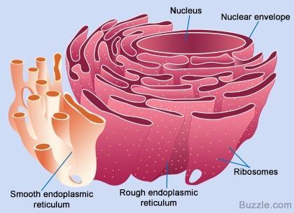 The rough ER, which is covered by ribosomes on its outer surface, functions in protein synthesis and processing. That is why it contains ribosomes.
