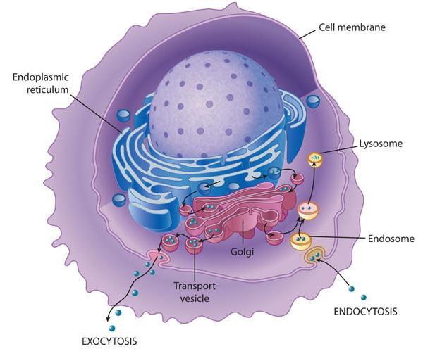 Golgi apparatus The Golgi is composed of flattened membraneenclosed sacs (cisternae) and associated vesicles.