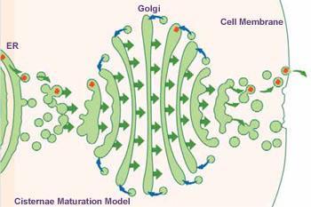 plasma membrane, or secretion. In addition, glycolipids are synthesized within the Golgi.