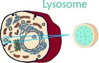 Lysosomes Lysosomes are membrane-enclosed organelles that contain an array of enzymes capable of breaking down all types of biological polymers proteins, nucleic acids, carbohydrates, and lipids.
