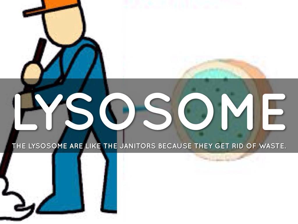 Lysosomes function as the digestive system of the cell, serving both to degrade material taken up from outside the cell and to digest obsolete components of the cell itself.