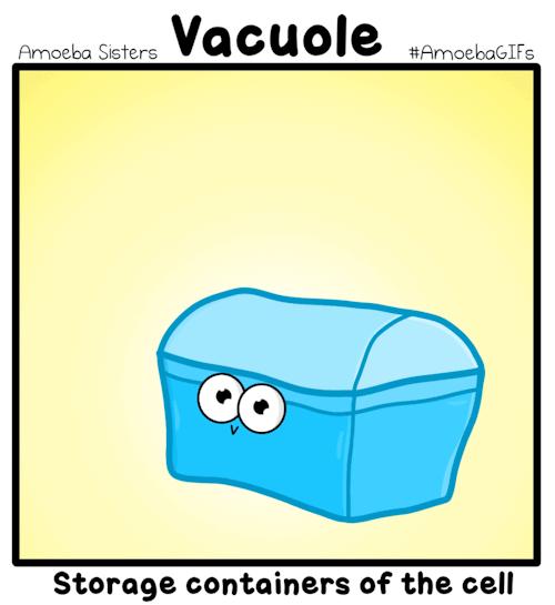 Vacuole A vacuole is a membrane bound organelle which
