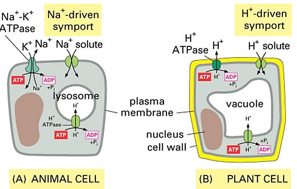 The Plant H+-ATPase has a ph optimum of 6.6, it is well below the physiological ph of the plant cell cytoplasm (usually around 7.2-7.5).