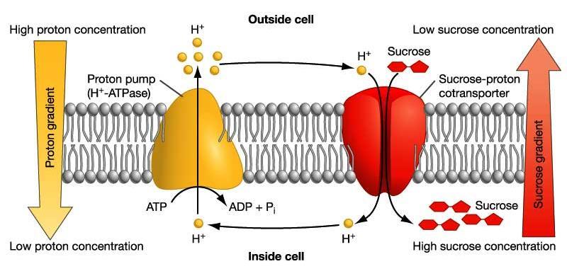 Endosomal V-ATPase (vesicular H + -ATPase) is a ph-sensor regulating the degradative pathway.