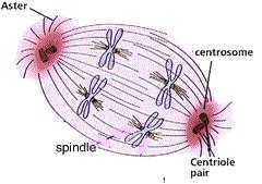 Centrioles Centrioles are small, paired, cylindrical structures that are