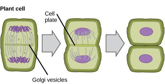 Cytokinesis Plant cells Vesicles originating from Golgi bodies migrate to the
