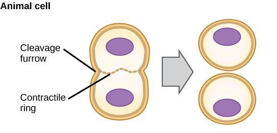 The division of the cytoplasm takes placed by cell plate formation Cell plate