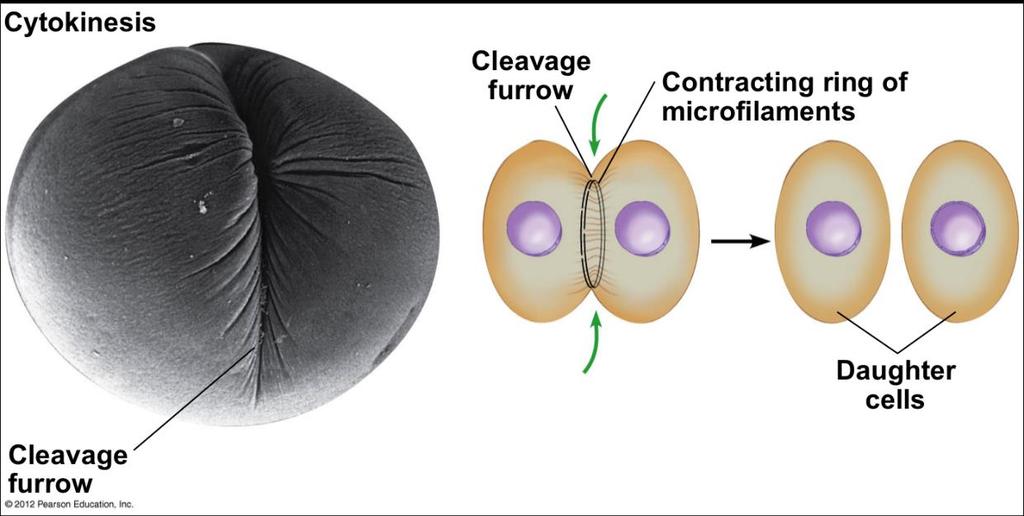 Animal cells Microfilaments form a ring inside the plasma membrane between