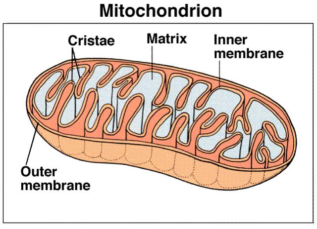 Mitochondria Mitochondria are the powerhouses of the cell. Mitochondria are the site of cellular respiration. All cells have many mitochondria.