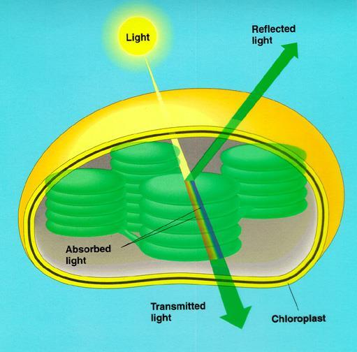 chloroplasts have an outer double membrane Chloroplasts absorb sunlight