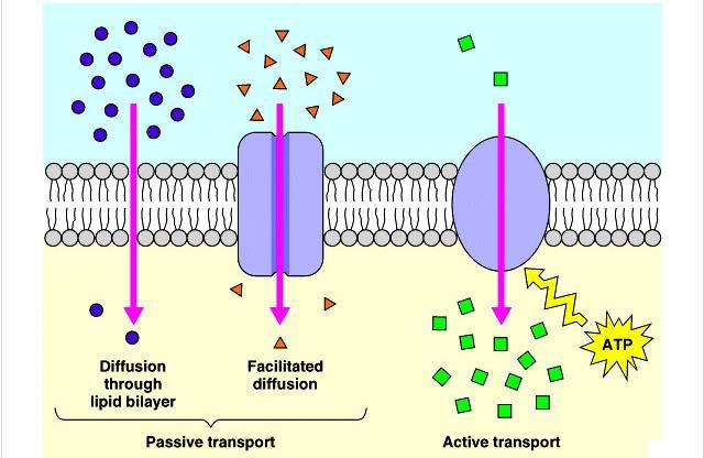 Membrane transport Membrane transport refers to the collection of mechanisms that regulate the passage of solutes such as ions and small molecules through biological membranes, which are lipid