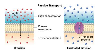 Passive transport Passive transport is the movement of molecules down a concentration gradient from until equilibrium is reached.