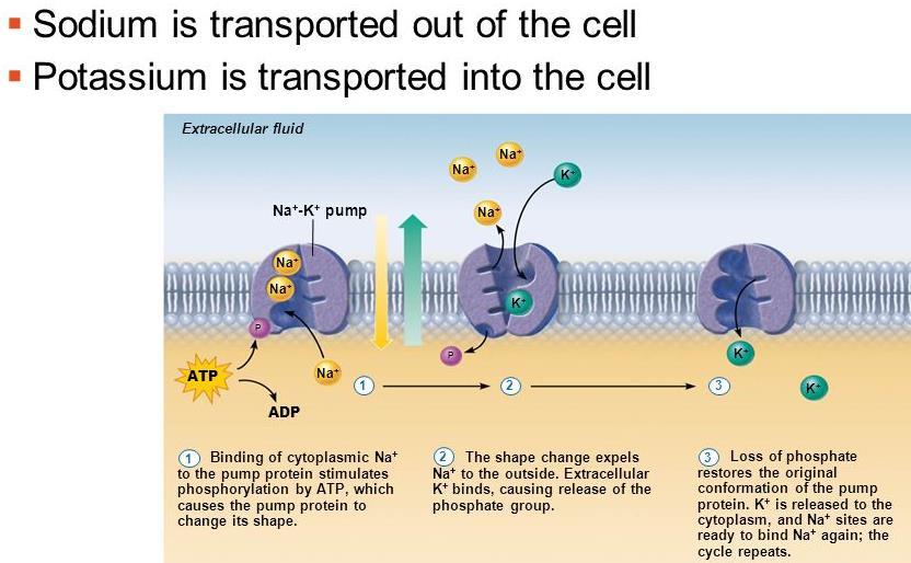 Active transport Active transport is the movement of molecules across a cell membrane from a region of their lower concentration to a region of their higher concentration in the direction against