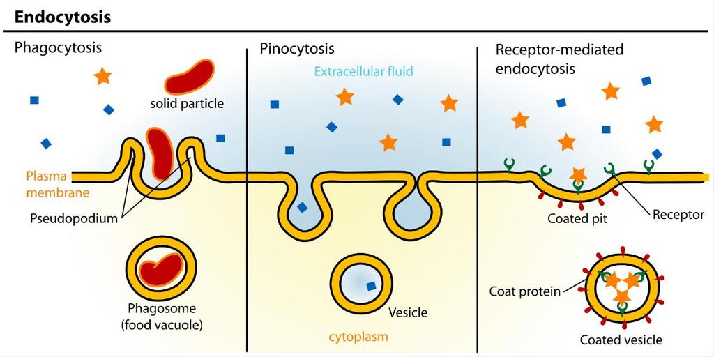 Endocytosis Eukaryotic cells are also able to take up macromolecules and particles from the surrounding medium by a distinct process called endocytosis.