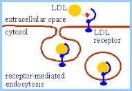 A special type of endocytosis, receptor-mediated endocytosis, the macromolecules to be first bind to specific cell surface receptors.
