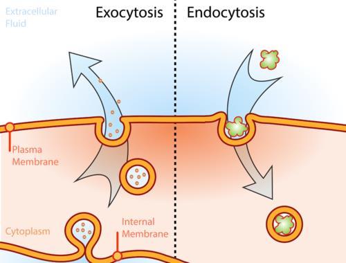 Exocytosis In exocytosis, materials are exported out of the cell via secretory vesicles.