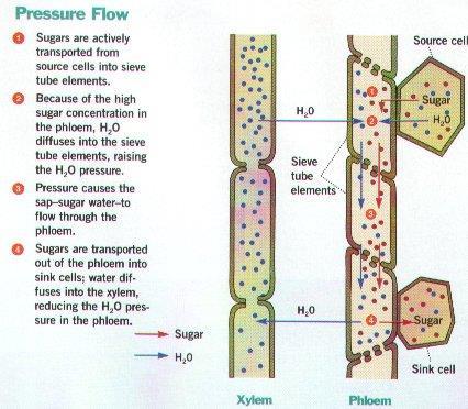 examples of bulk flow.