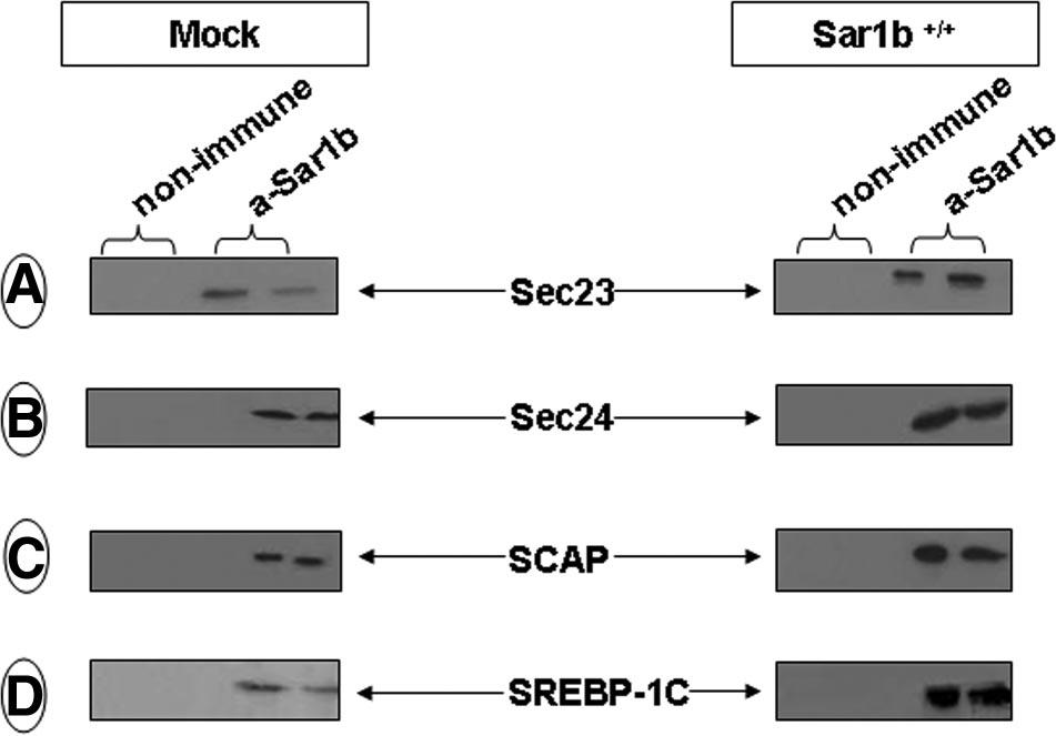 (Supplemental Table I). Downloaded from http://atvb.ahajournals.org/ by guest on April 27, 2018 Figure 5. Coimmunoprecipitation of Sar1b, Sec12, Sec23/24, and p125a in Caco-2/15 cells.