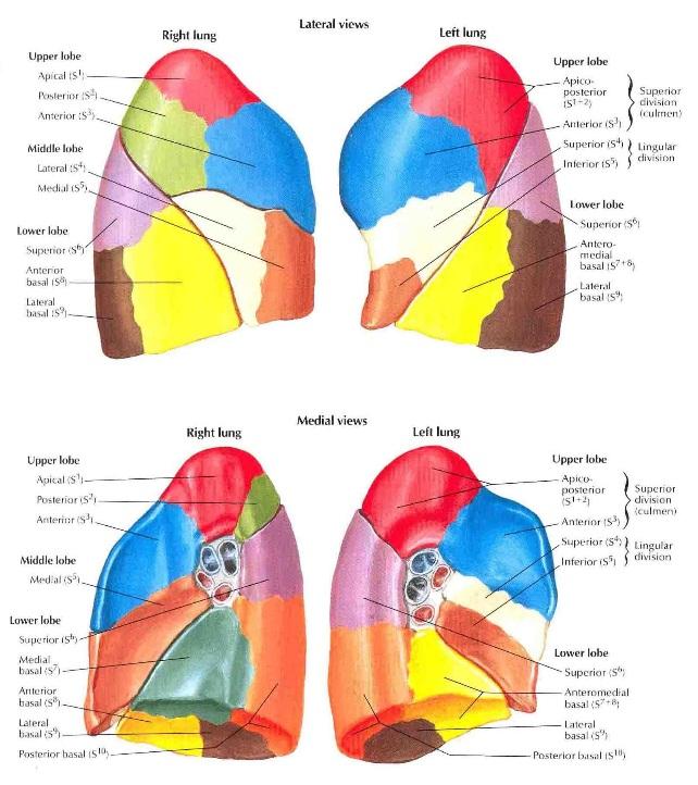 Bronchopulmonary Segments 18-19