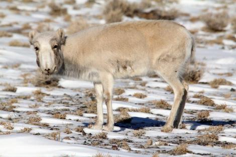 PPR in Mongolia (December 2016) More than 3000 deaths in Mongolian Saigas (critically endangered) Reinforces the need to investigate the role of wildlife in PPR epidemiology OIE/FAO Crisis Management
