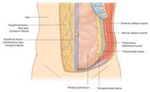 abdominal wall Peritoneum