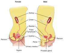 Urinary System Kidneys remove wastes, electrolytes & water from blood, forming urine Ureters drain urine