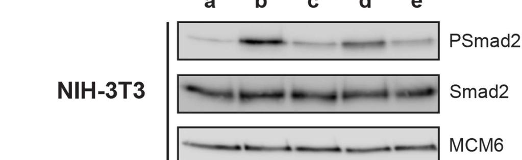 Fig. S1. The refractory period is not unique to HaCaT cells.