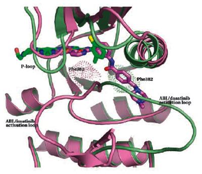 Abl Bound to Imatinib (Gleevec) and Dasatinib Summary Protein kinases contain a domain that folds into a conserved structure Protein kinases catalyze phosphorylation through proximity, orientation,