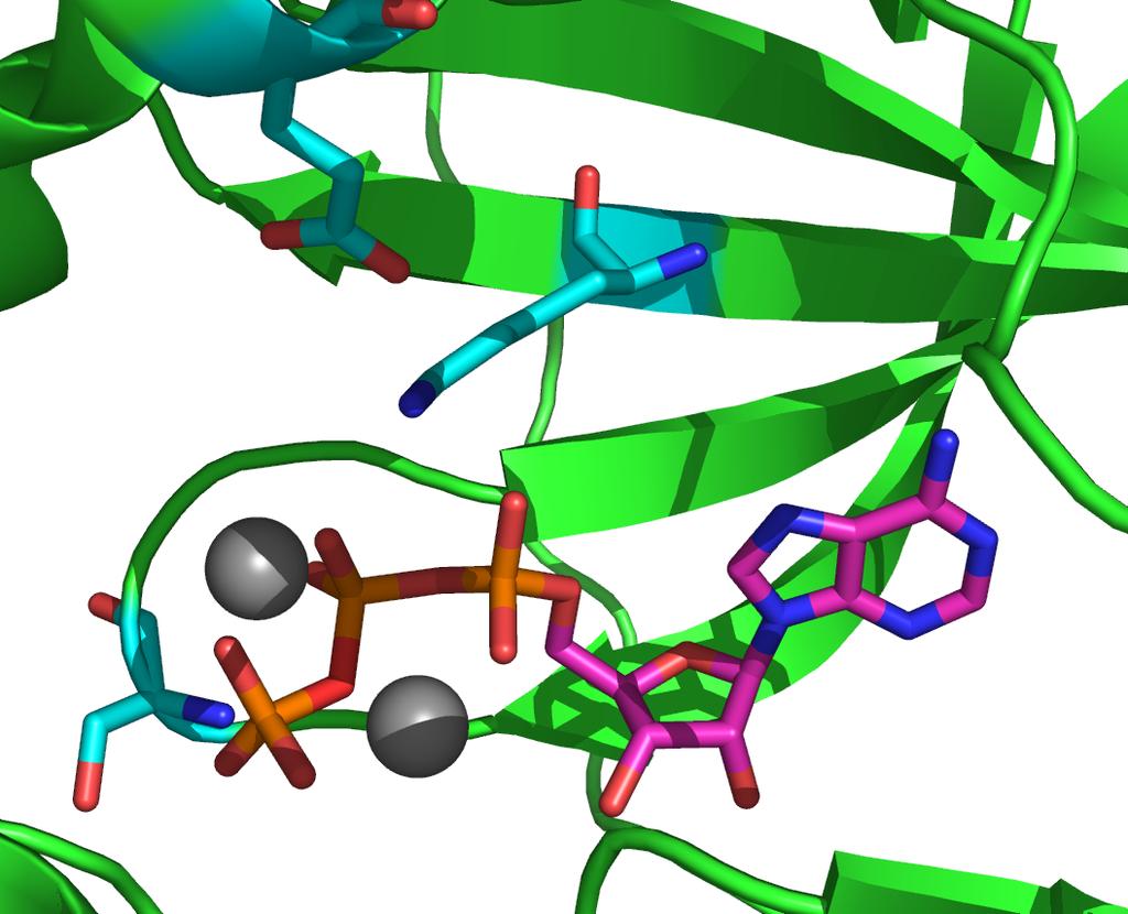 The Mg-ATP binding pocket Glu 91 Glycinerich