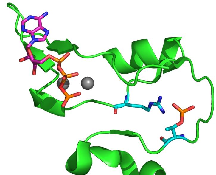 Active site accessible Mg-ATP oriented Salt Bridge Unphosphorylated