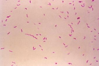 Campylobacter Illness follows