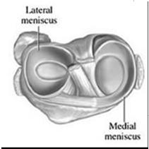 meniscus covers greater than three fourths Both firmly anchored to the