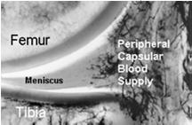 supply Popliteus hiatus region in posterior lateral meniscus area of