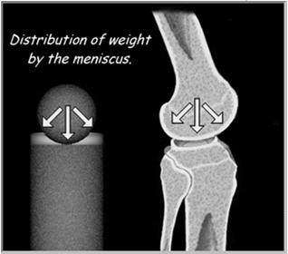 menisci transmit 30-55% of the load across the joint in