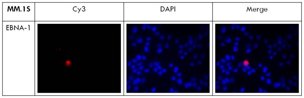 Figure 1-3 Immunofluorescence shows