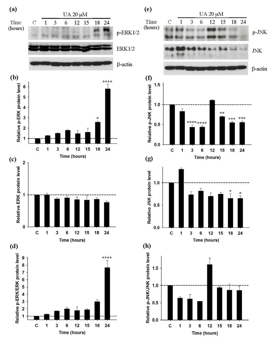 Figure 5: Effect of UA on the activity of ERK1/2 and JNK in Jurkat leukemic T-cell; Western blot analysis (representative figure of three independent experiments).
