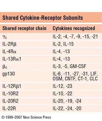 Hematopoietin Family Hematopoietin Family SHARED CYTOKINE RECEPTORS SUBUNITS C A (CD25) B