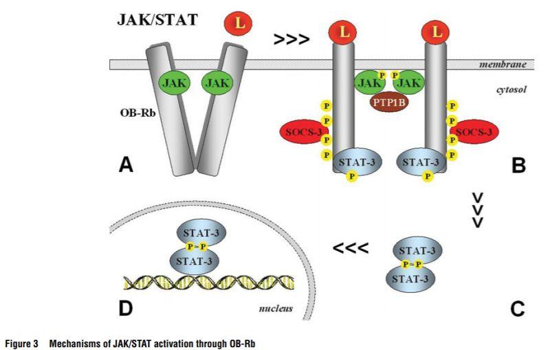 JAK/STAT JAK2 activation through binding to box1 motif Leads to OB-R phosphorylation +
