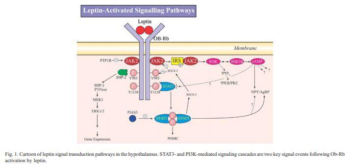 Hypothalamic Leptin Signaling: The OB Gene The experiments detail the OB gene that codes rat