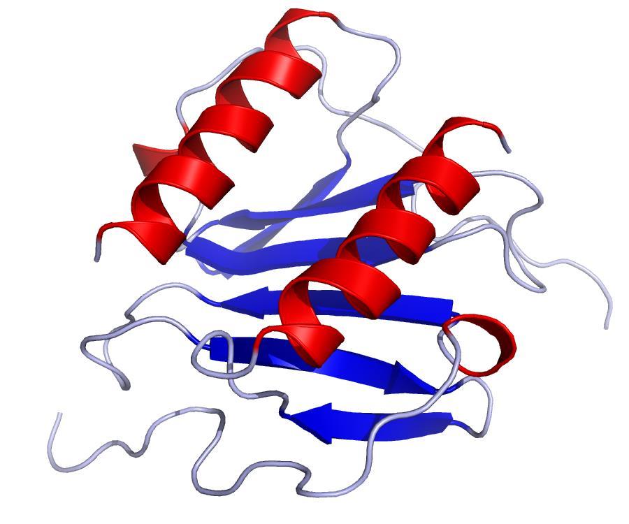 Chemokine Structure C C Similar polypeptide fold as cytokines although less α-helical regions Small molecular weight (8-10 kda) High binding affinity for receptor K d ~10-9 M