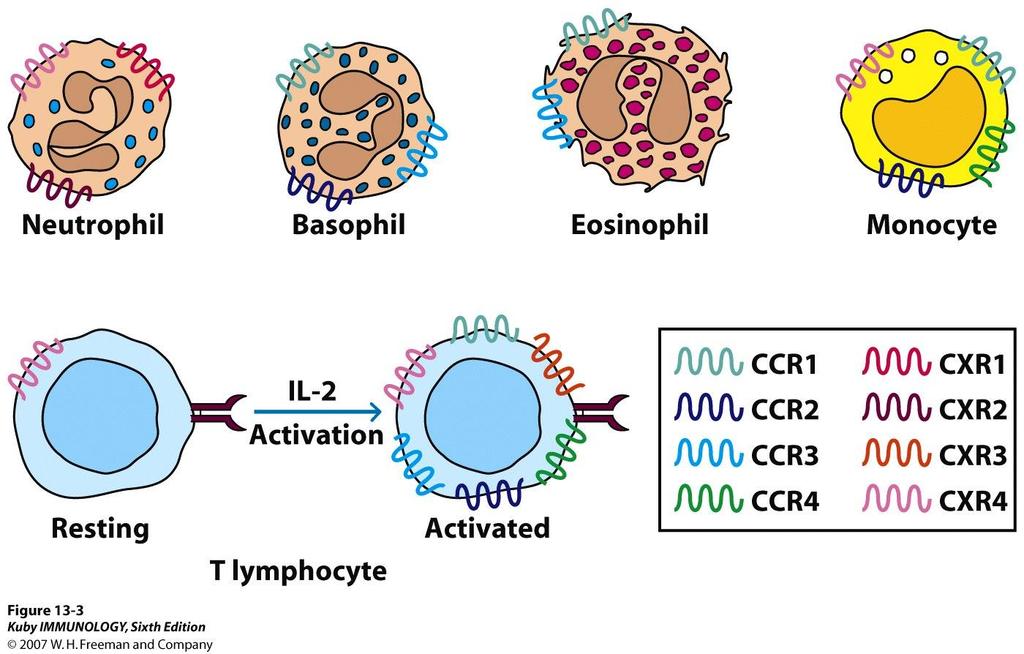 Profile of Expression of Leukocyte Chemokine Receptors Ag/TcR CD80/86-CD28