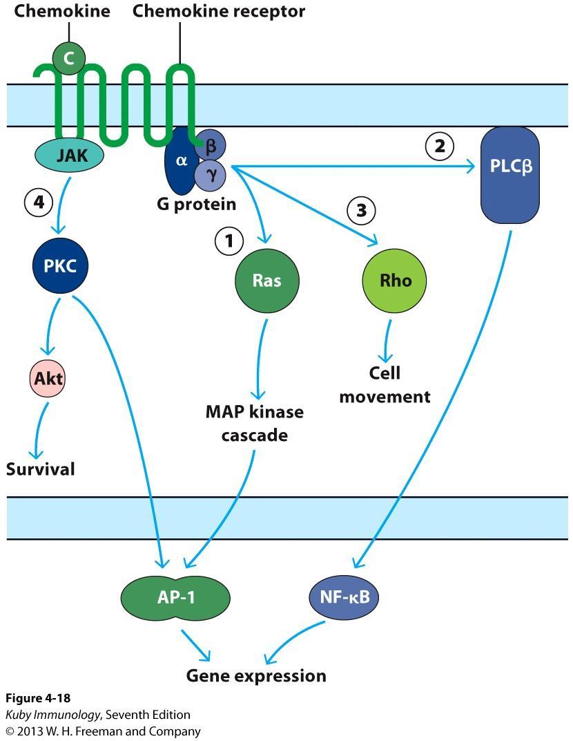 Signaling occurs in