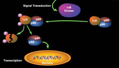 Classical NFκB signaling pathway TNFR Endothelial
