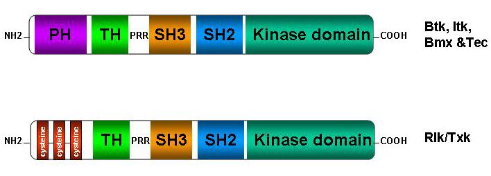 Figure 1.2: Structure of Tec kinases. Tec kinases, Btk, Itk, Bmx and Tec have the unique PH domain, in addition to TH, SH2, SH3 and Kinase domain.