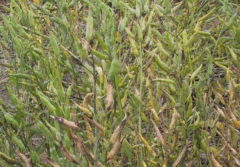 Brassica rapa ssp.